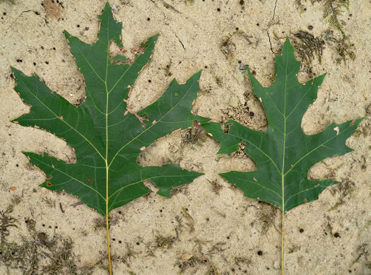 image of Quercus coccinea, Scarlet Oak