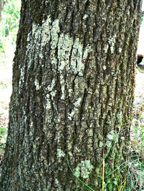 image of Quercus georgiana, Georgia Oak