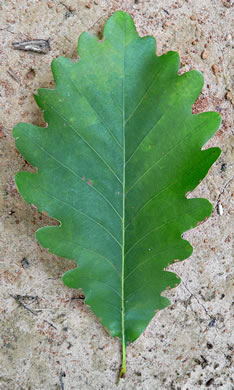 Quercus michauxii, Swamp Chestnut Oak, Basket Oak