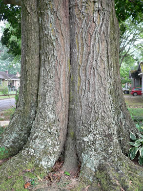 image of Quercus texana, Nuttall Oak, Texas Red Oak