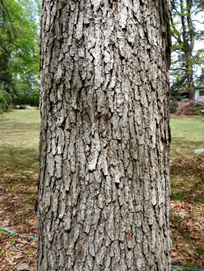 image of Quercus oglethorpensis, Oglethorpe Oak