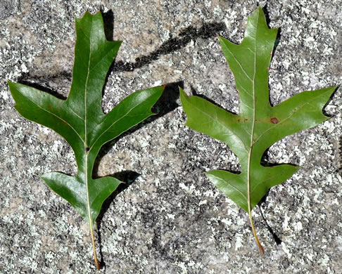 image of Quercus georgiana, Georgia Oak