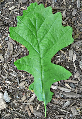 image of Quercus macrocarpa var. macrocarpa, Bur Oak, Mossycup Oak