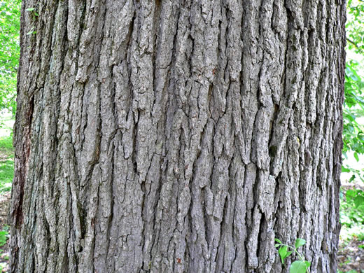 image of Quercus macrocarpa var. macrocarpa, Bur Oak, Mossycup Oak