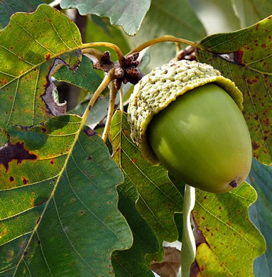 Rock Chestnut Oak