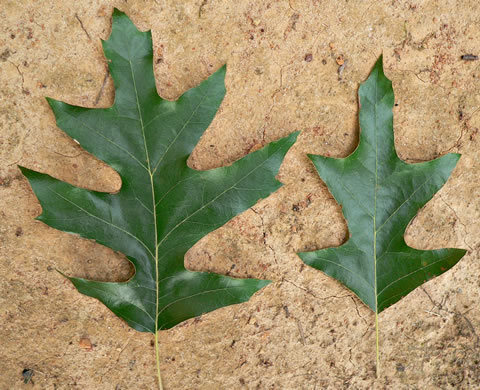 Quercus pagoda, Cherrybark Oak, Swamp Spanish Oak