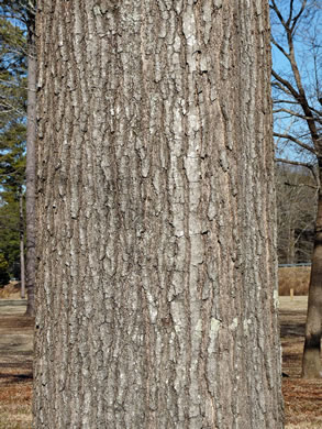 image of Quercus phellos, Willow Oak, "Pin Oak"