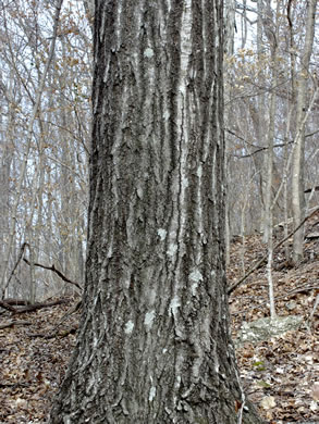 image of Quercus rubra +, Northern Red Oak, Red Oak