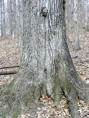 image of Quercus shumardii, Shumard Oak, Swamp Red Oak