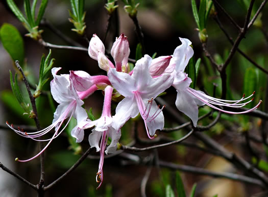 image of Rhododendron canescens, Piedmont Azalea, Southern Pinxterbloom Azalea, Hoary Azalea