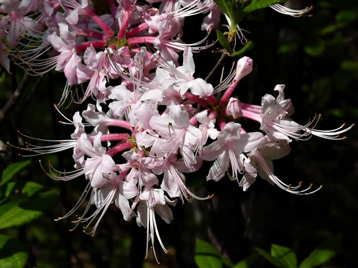 image of Rhododendron canescens, Piedmont Azalea, Southern Pinxter Azalea, Hoary Azalea