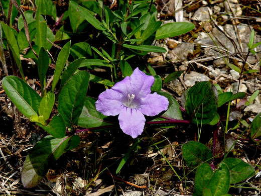 image of Ruellia humilis, Hairy Wild-petunia, Low Wild-petunia, Glade Wild-petunia, Fringeleaf Ruellia