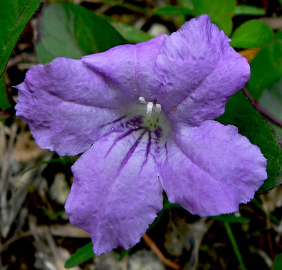 image of Ruellia humilis, Hairy Wild-petunia, Low Wild-petunia, Glade Wild-petunia, Fringeleaf Ruellia