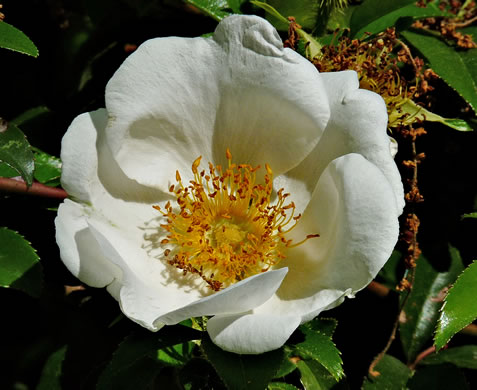 image of Rosa laevigata, Cherokee Rose