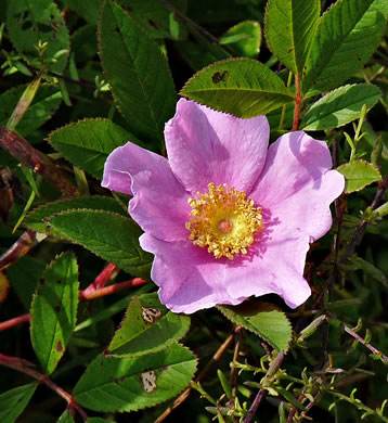 flower of Rosa palustris, Swamp Rose