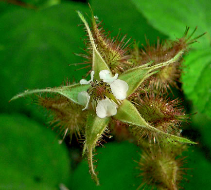 image of Rubus phoenicolasius, Wineberry, Wine Raspberry