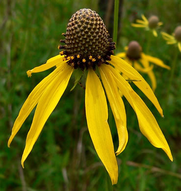 image of Ratibida pinnata, Grey-headed Coneflower, Globular Prairie Coneflower, Drooping Coneflower