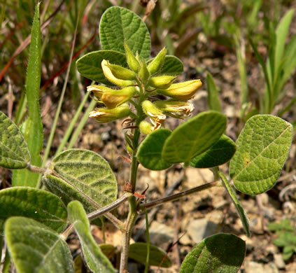image of Rhynchosia tomentosa, Twining Snoutbean, Erect Snoutbean