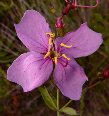 image of Rhexia alifanus, Smooth Meadowbeauty, Savanna Meadowbeauty