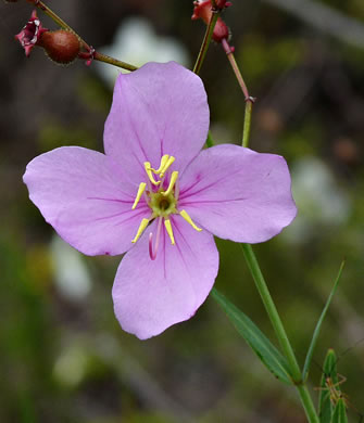 image of Rhexia alifanus, Smooth Meadowbeauty, Savanna Meadowbeauty