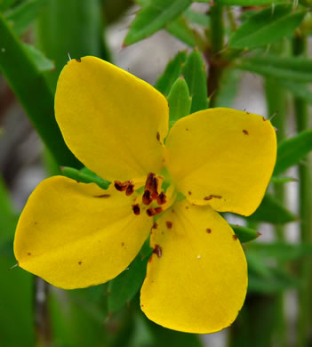 image of Rhexia lutea, Yellow Meadowbeauty, Golden Meadowbeauty