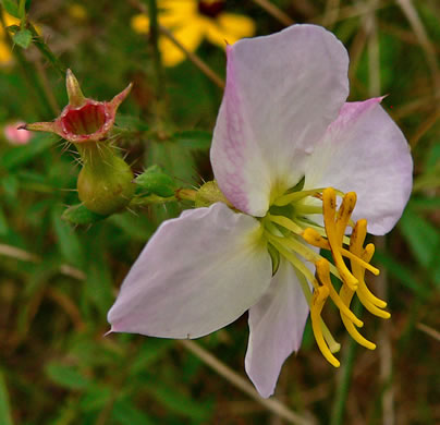 image of Rhexia mariana var. mariana, Pale Meadowbeauty, Maryland Meadowbeauty, Dull Meadowbeauty