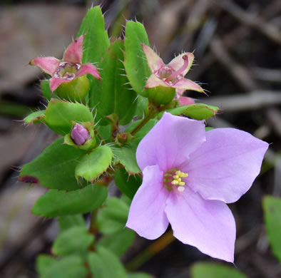 image of Rhexia petiolata, Ciliate Meadowbeauty, Short Meadowbeauty, Fringed Meadowbeauty, Bog Meadowbeauty