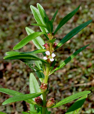 image of Rotala ramosior, Toothcup, Lowland Rotala