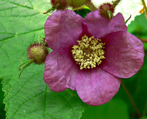 image of Rubacer odoratum, Purple Flowering-raspberry, Thimbleberry, Eastern Mapleleaf-raspberry