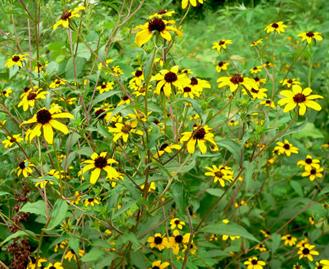 image of Rudbeckia triloba var. triloba, Common Three-lobed Coneflower, Brown-eyed Susan, Thin-Leaved Coneflower