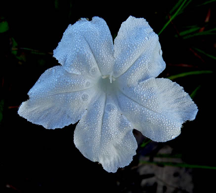 image of Ruellia noctiflora, Night-flowering Wild Petunia, Night-blooming Wild Petunia