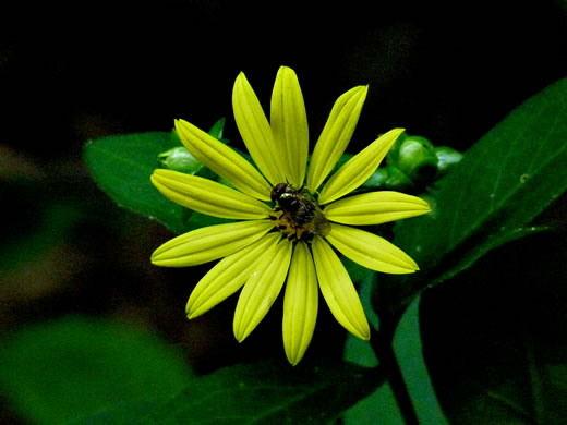 image of Silphium asteriscus var. asteriscus, Starry Rosinweed