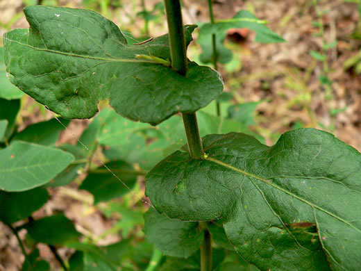 image of Solidago auriculata, Eared Goldenrod