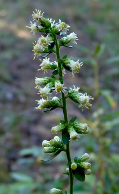 image of Solidago bicolor, Silverrod, White Goldenrod