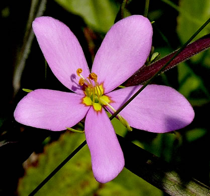 image of Sabatia campanulata, Slender Marsh-pink, Slender Rose-gentian