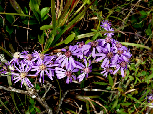 image of Symphyotrichum concolor var. concolor, Eastern Silvery Aster