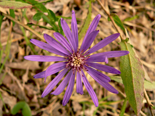 image of Symphyotrichum georgianum, Georgia Aster