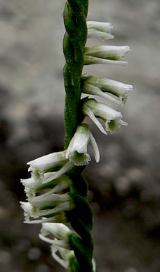 image of Spiranthes lacera var. gracilis, Southern Slender Ladies'-tresses