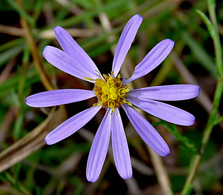 image of Symphyotrichum concinnum, Narrowleaf Smooth Blue Aster, Harmonious Aster