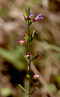 image of Scutellaria leonardii, Shale-barren Skullcap, Glade Skullcap, Leonard's Skullcap