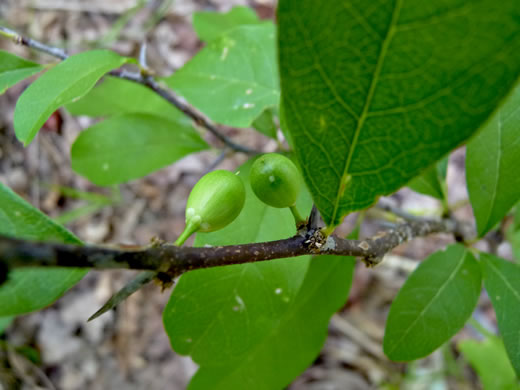 image of Sideroxylon lycioides, Buckthorn Bumelia, Buckthorn Bully, Carolina Buckthorn