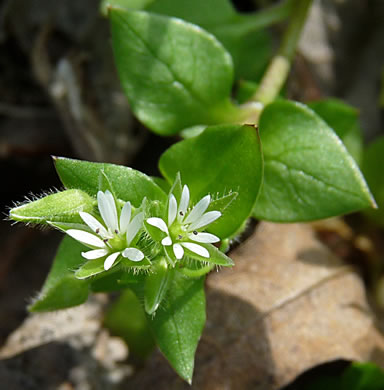 image of Stellaria media, Common Chickweed