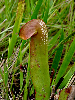 image of Sarracenia minor var. minor, Hooded Pitcherplant