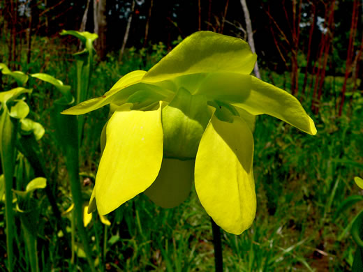 flower of Sarracenia oreophila, Mountain Green Pitcherplant, Green Pitcherplant, Mountain Pitcherplant