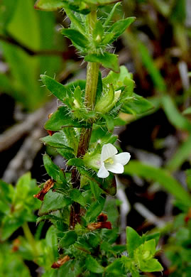 image of Sophronanthe pilosa, Shaggy Hedge-hyssop, Pilose Hedge-hyssop