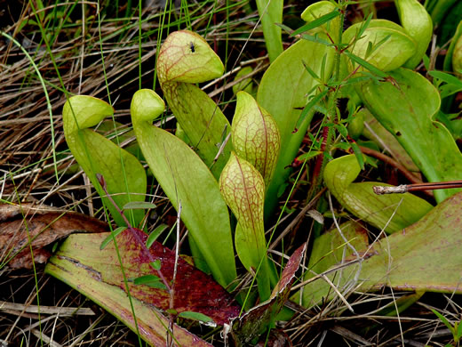 leaf or frond of Sarracenia psittacina, Parrot Pitcherplant