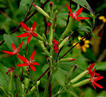 image of Silene regia, Royal Catchfly