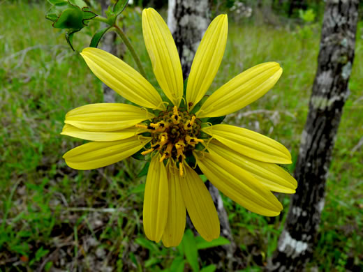 image of Silphium asteriscus var. latifolium, Whorled Rosinweed