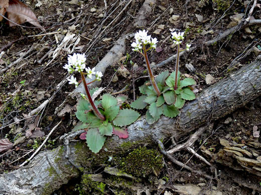 image of Micranthes virginiensis, Early Saxifrage