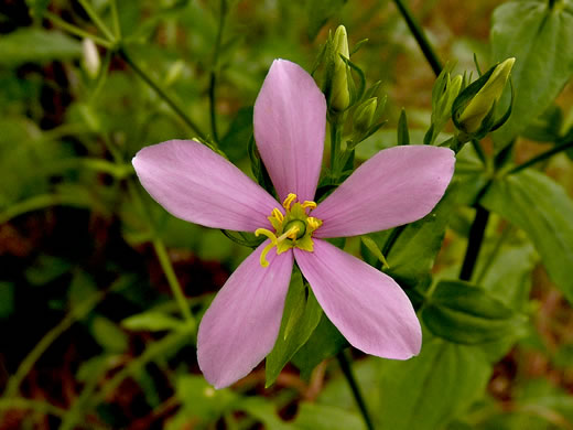 image of Sabatia angularis, Rose-pink, Bitterbloom, Common Marsh-pink